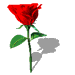 rose