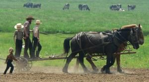 Amishs au travail des champs