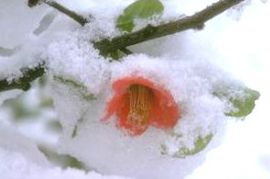 Photo : fleur sous la neige