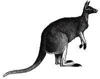kangourou