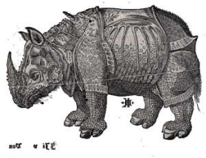 rhinoceros