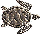 tortue