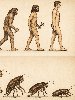 evolution