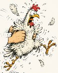 une poule très secouée